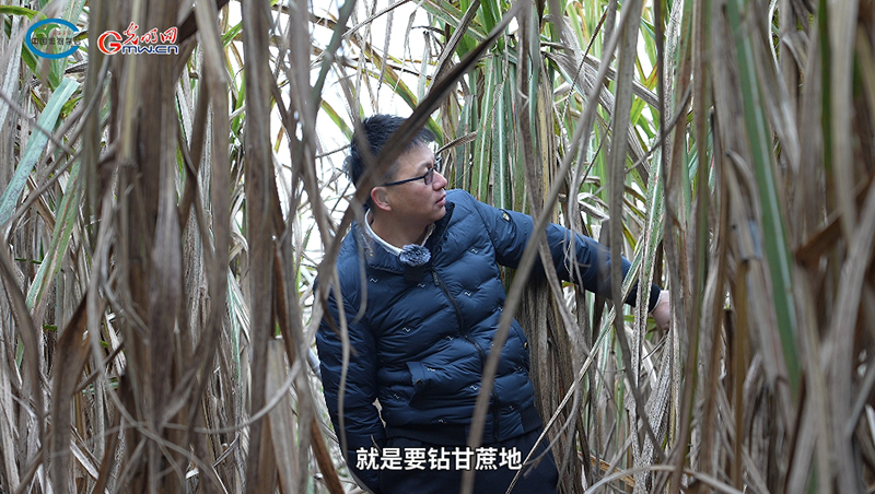 蔗花守望者