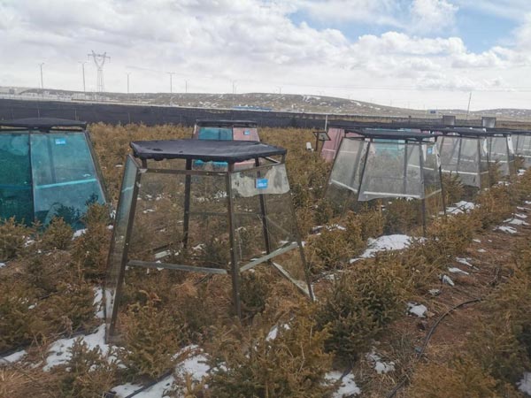 植树节：西藏那曲植树攻关苗木越冬良好