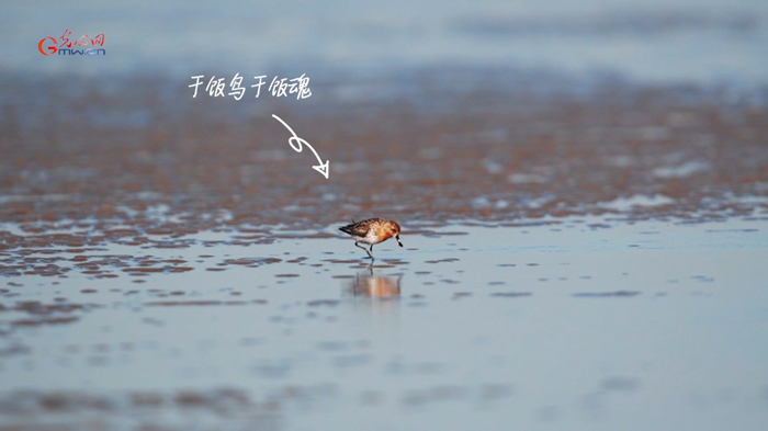 白枕鹤、勺嘴鹬、中华秋沙鸭……这些国宝级候鸟你认识吗？
